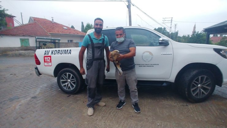 Uçma güçlüğü çeken şahin tedavi altına alındı