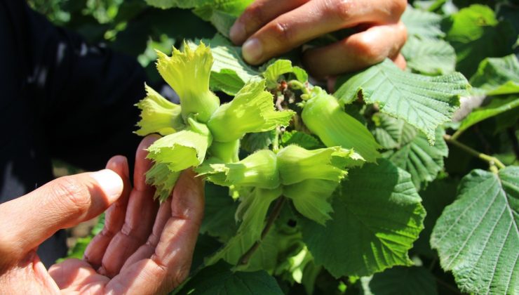 Üreticiler, fındık taban fiyatının açıklanmasını bekliyor
