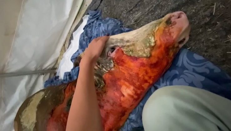‘Uyutun yaşamaz’ dediler, vücudunun yarısı yanan tosun hayata tutundu