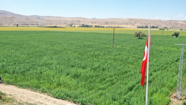 Vali Ayhan: “Sivas en çok kenevir ekimi yapılan iller arasında”