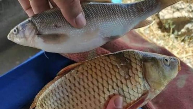 Van’da sazangillerin av yasağı sona erdi