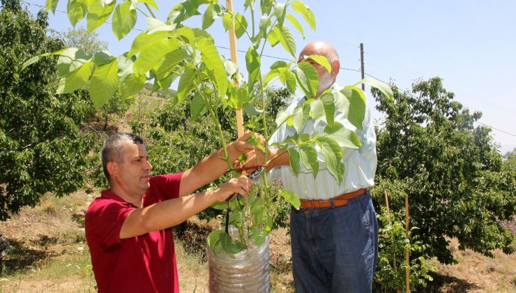 Verimsiz ceviz ağaçları kabuk altı aşısıyla verimli hale getiriliyor