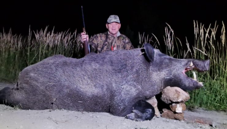 Yabancı avcılar Yozgat’ta 350 kilo ağırlığında yaban domuzu avladı