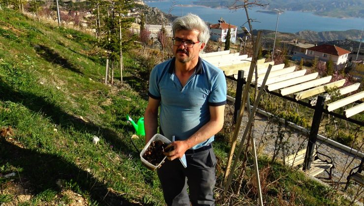 Yanan ormanlar için 15 bin meşe palamudu yetiştirecek