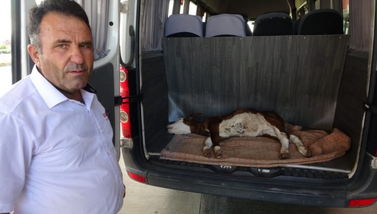 Yangından 1 gün önce doğan buzağı telef oldu