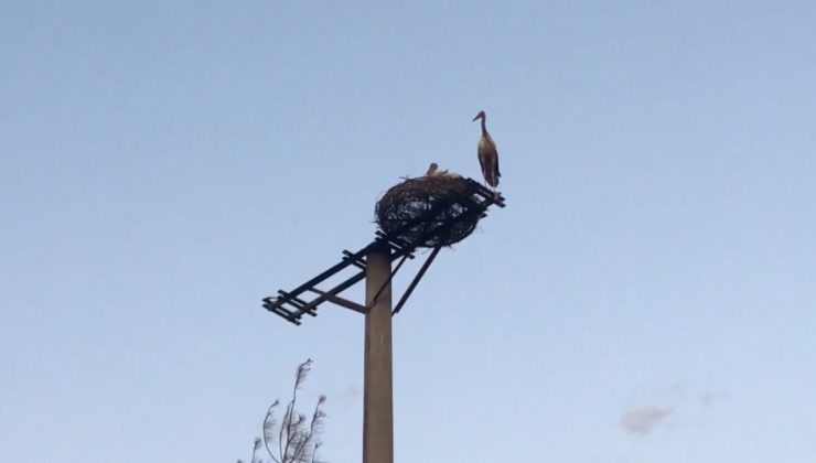 Yangından kurtarılan yavru leylek yaşama tutundu