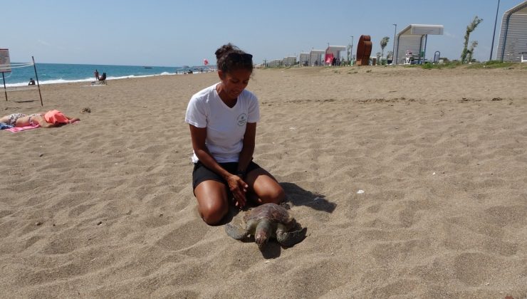 Yaralı caretta ihbarına gitti, ölüsüyle karşılaştı