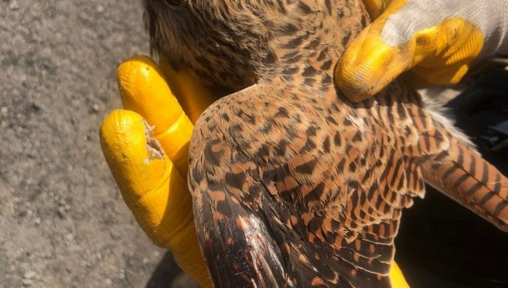 Yaralı halde bulunan şahin tedavi altına alındı