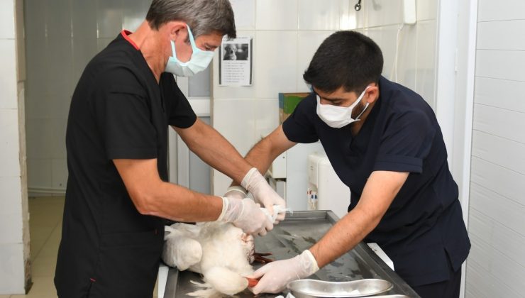 Yaralı leyleklere Esenyurt Belediyesi sahip çıktı