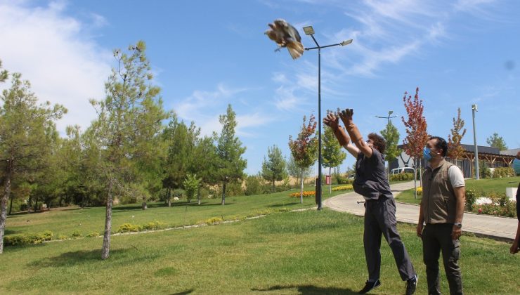 Yaralı şahine Büyükşehir şefkati