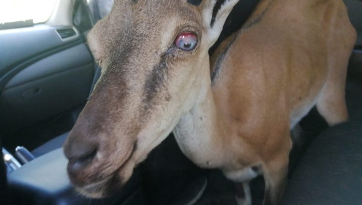 Yaralı yaban keçisi, tedavisi için hayvanat bahçesine getirildi