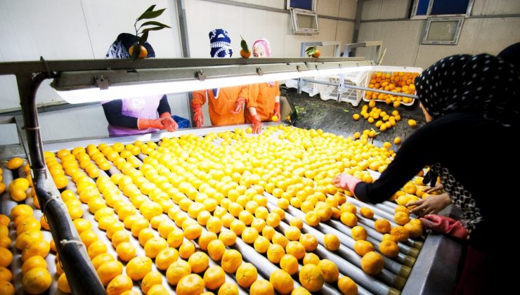 Yaş meyve sebze ihracatı rekora imza attı