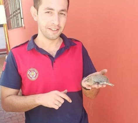 Yavru yusufçuk kuşunun imdadına itfaiye yetişti