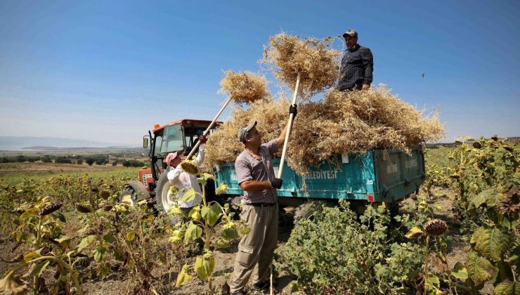 Yerli tohumdan doğal nohutlar hasat edildi