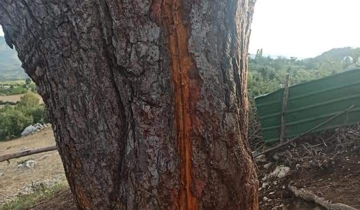 Yıldırım çarpması sonucu 30 hayvan telef oldu