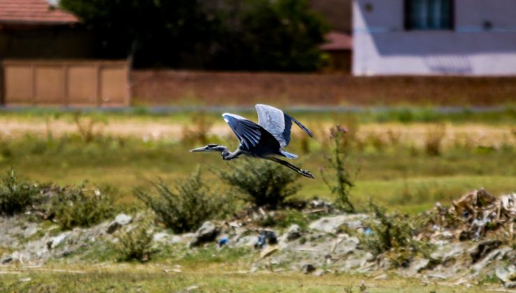 Yiyecek arayan gri balıkçıl renkli görüntüler oluşturdu