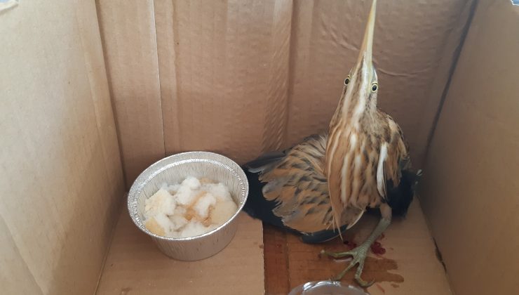 Yol kenarında kanlar içerisinde İran balıkçıl kuşu bulundu