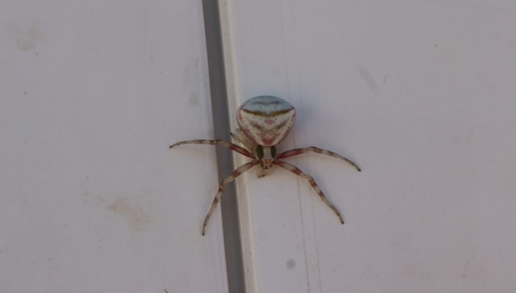 Yozgat’ta insan yüzlü örümcek görüntülendi