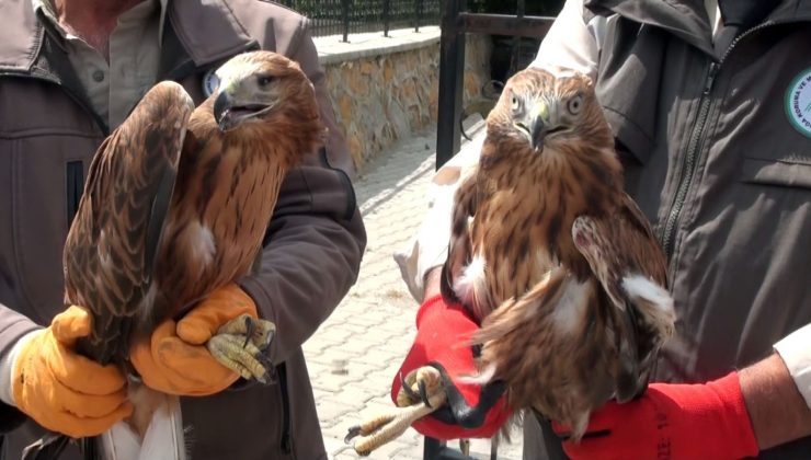 Yozgat’ta yaralı 2 kızıl şahin ve baykuş tekrardan doğaya salındı