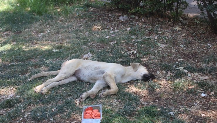Yüksek sıcaklık sokak hayvanlarını da etkiledi