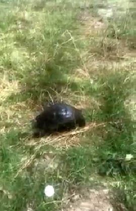 Zifte bulanmış halde bulunan kaplumbağa, temizlenerek tekrar doğaya bırakıldı
