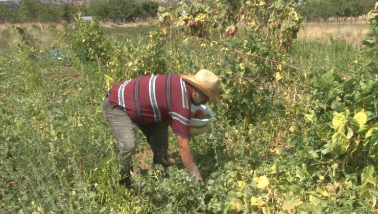 40 yıl gelmediği köyüne evini ve bahçesini kurarak geri dönüş yaptı