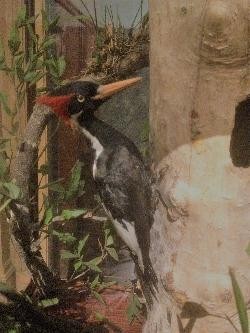 ABD’de 23 canlı türünün nesli tükendi