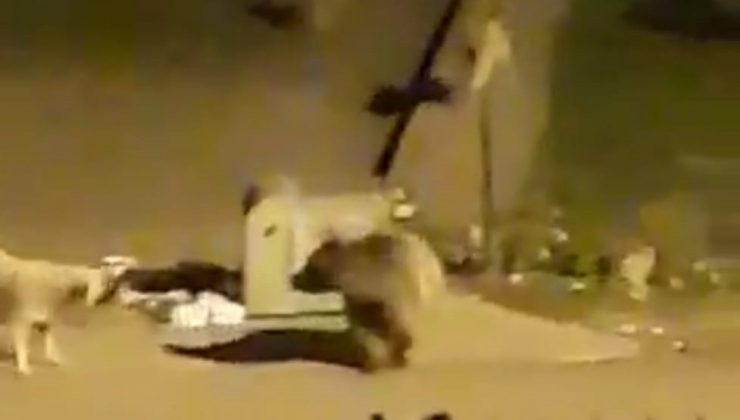 Aç kalan ayı, çöp konteynerinde yiyecek aradı