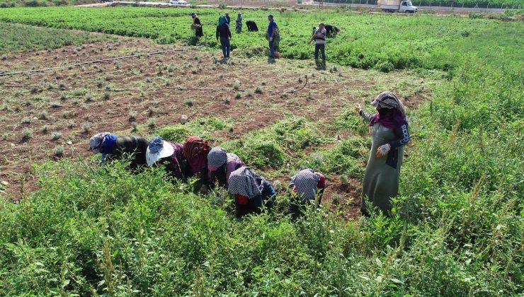 Adana’da tıbbi ve aromatik bitkilerin hasadı yapıldı