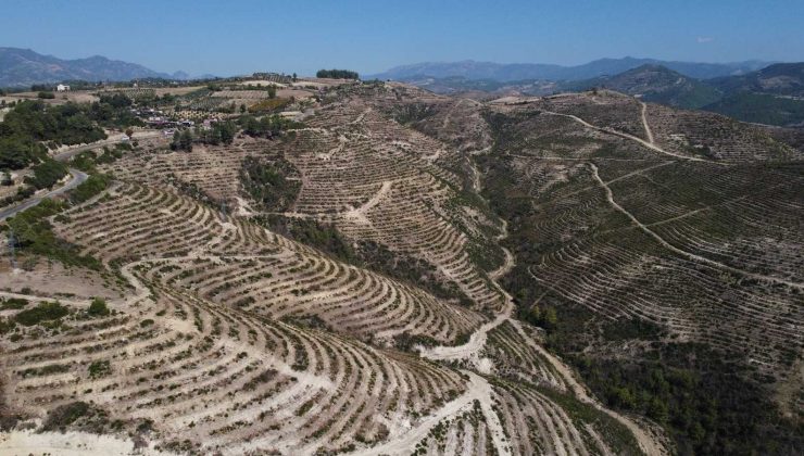 Adana’da yanan ormanlık alan yeşerdi