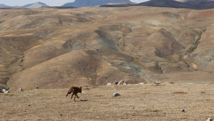 Ağrı’da 4 kurt doğaya bırakıldı