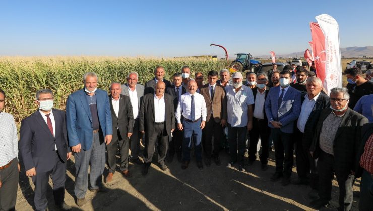 Ağrı’da silajlık mısır hasadı başladı
