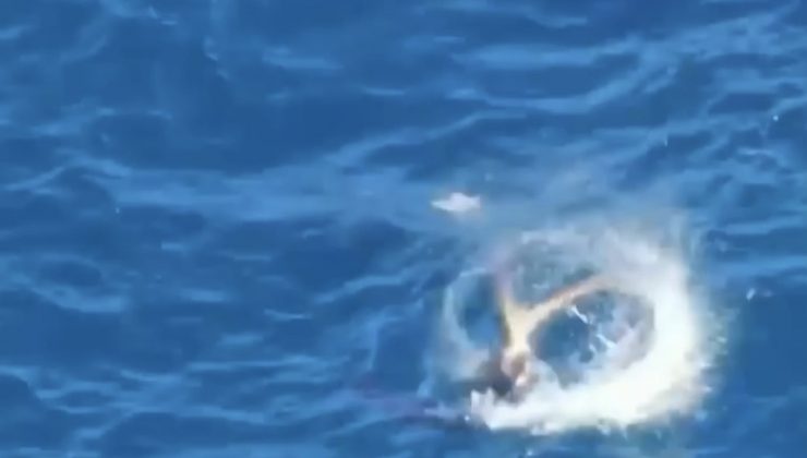 Akdeniz fokunun ahtapot avı
