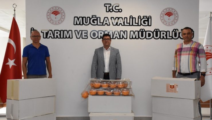 Akdeniz meyve sineği ile mücadele devam ediyor