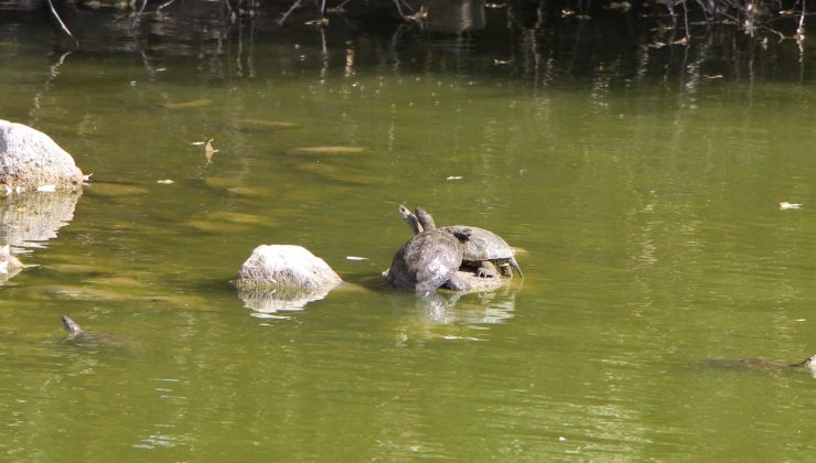 Amasya’da tespit edilen hazer çizgili kaplumbağaları kayıt altında