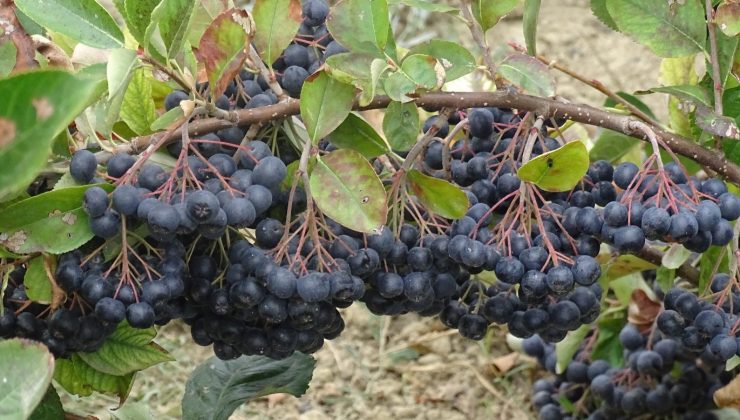 Anavatanı Kuzey Amerika olan Aronya’nın Tekirdağ’da hasadı başladı
