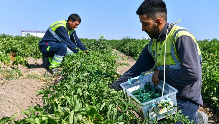 Ankara Büyükşehir Belediyesi, tarımda biyolojik mücadele dönemini başlattı
