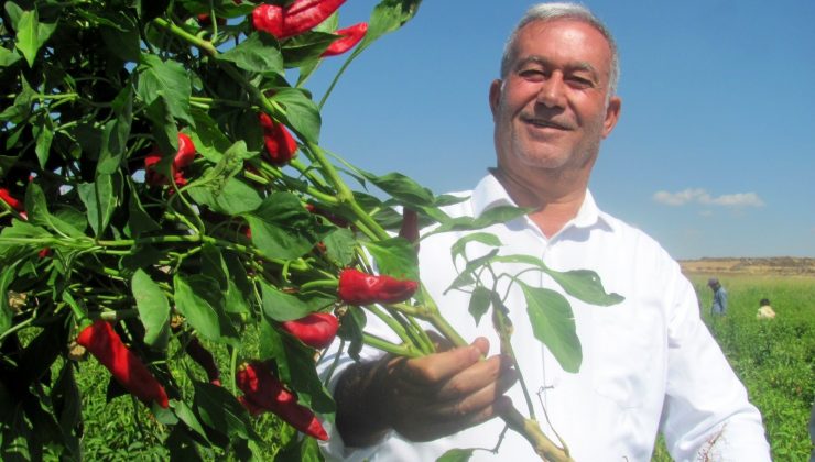 Araban’da biber hasadına başlandı