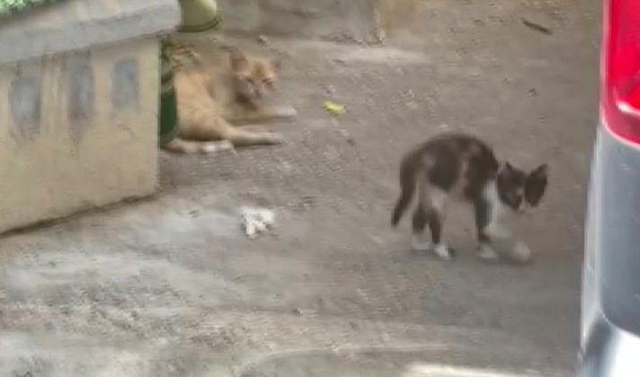 Araçta mahsur kalan kediyi itfaiye kurtardı