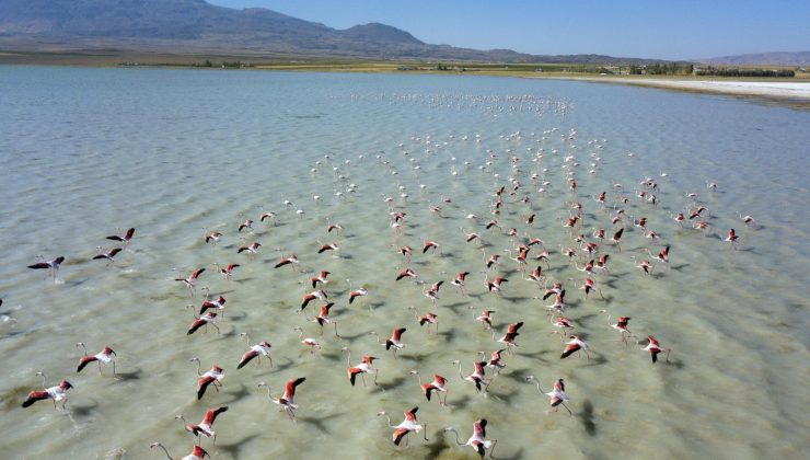Arin Gölü’nü renklendiren Flamingolar havadan görüntülendi
