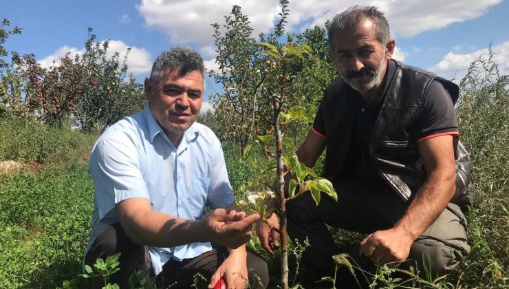 Armut ağacı sonbaharda çiçek açtı