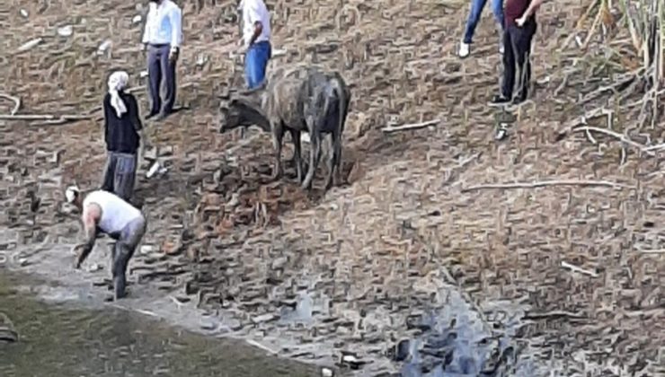 Arnavutköy’de derede bataklığa saplanan büyükbaş hayvan itfaiye tarafından kurtarıldı