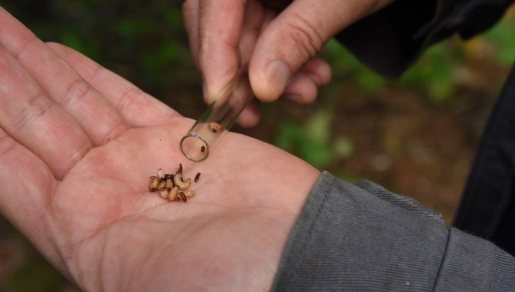 Artvin’de 50 bin ’Terminatör’ avcı böcek zararlı böceklerle mücadele kapsamında ormanlara bırakıldı