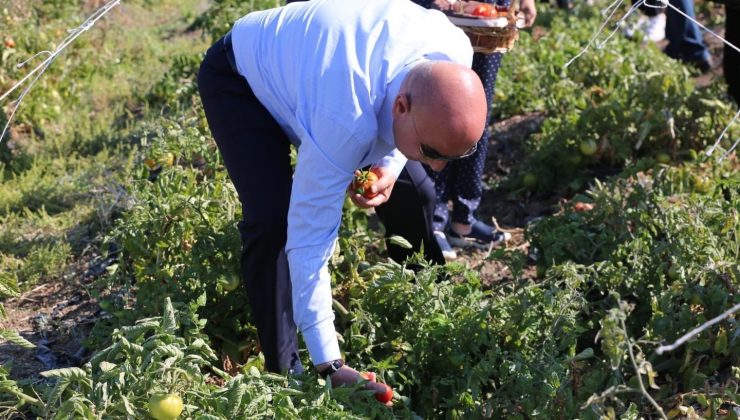 Ata tohumunun lezzetli mahsulleri hasat edildi