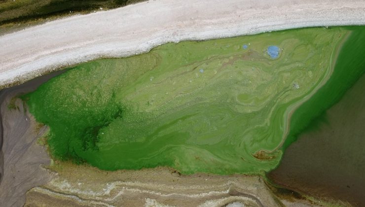 Atatürk Barajı yeşile büründü