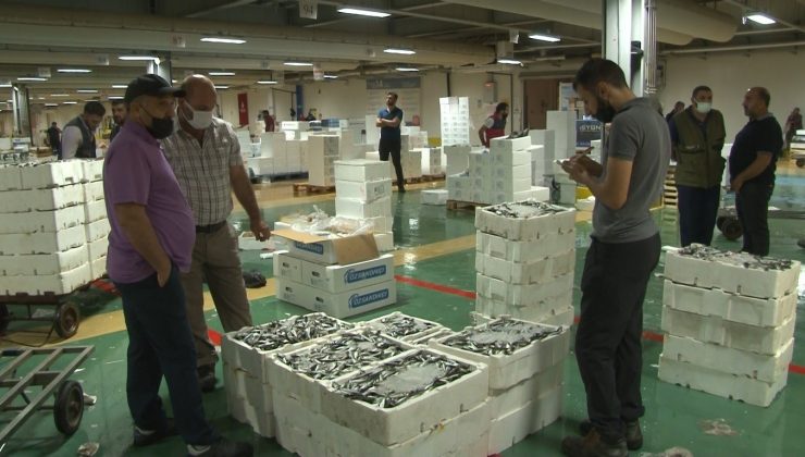 Av yasağı bitti, Gürpınar Su Ürünleri Hali’nde hareketlilik başladı