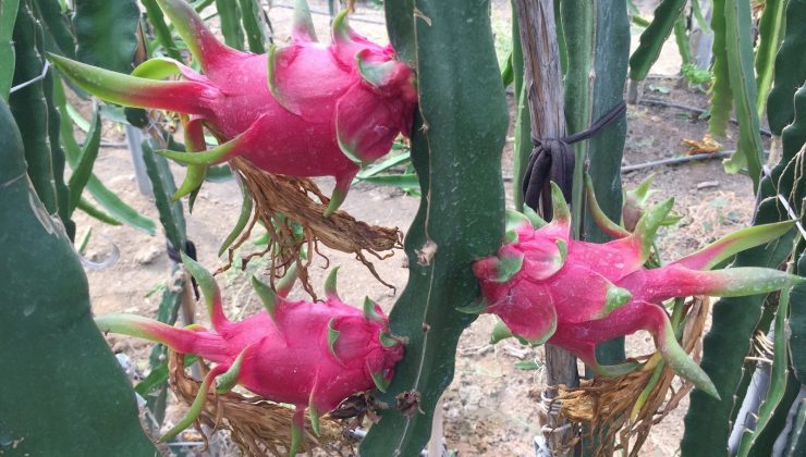 Baba-oğlun ejder meyvesi merakı örnek oldu