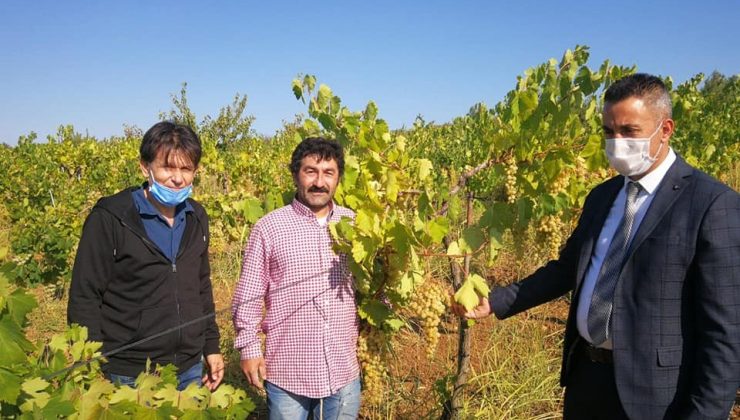 “Bağcılıkta Tarımsal Üretimin Artırılması” projesi hayata geçti