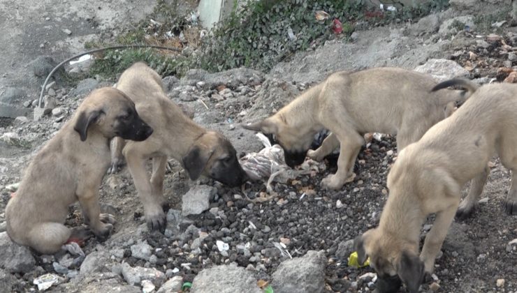 Bahçede doğum yapan köpek ve 8 yavrusuna esnaf ile mahalle sakinleri sahip çıktı