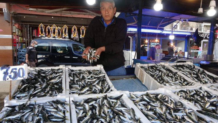 Balıkçılar palamudu bekliyor